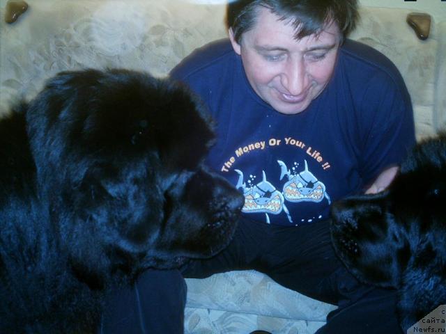 Фото: ньюфаундленд Молодец-Удалец от Сибирского Медведя (Molodets-Udalets ot Sibirskogo Medvedja), ньюфаундленд Дези-II, ньюфаундленд Малина Сладкая от Сибирского Медведя (Malina Sladkaya ot Sibirskogo Medvedja)