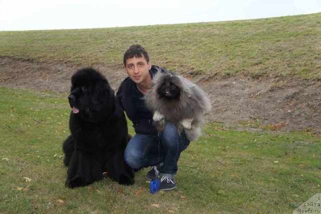 Фото: ньюфаундленд Skippers Only You for Smigar, Александр Коротков