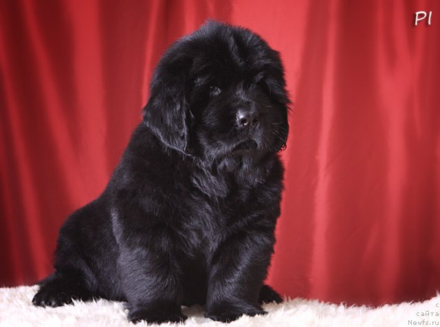 Фото: ньюфаундленд Вом Ватерфалл Лэнд Айя (Vom Waterfall Land Aya)