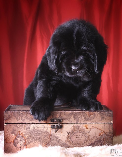 Фото: ньюфаундленд Вом Ватерфалл Лэнд Айя (Vom Waterfall Land Aya)