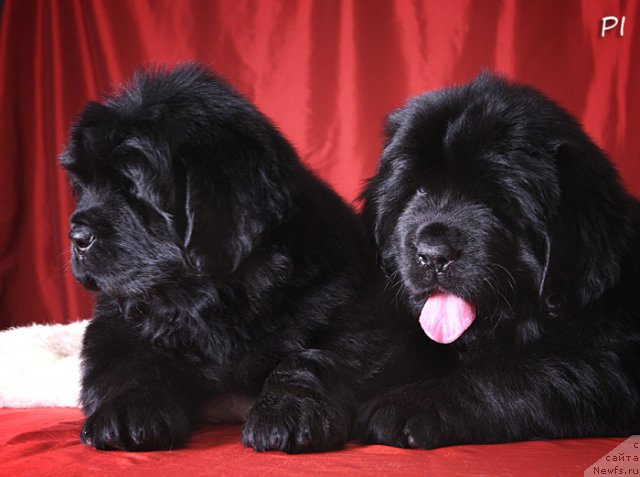 Фото: ньюфаундленд Вом Ватерфалл Лэнд Ай Петри (Vom Waterfall Land Ay Petri), ньюфаундленд Вом Ватерфалл Лэнд Айя (Vom Waterfall Land Aya)