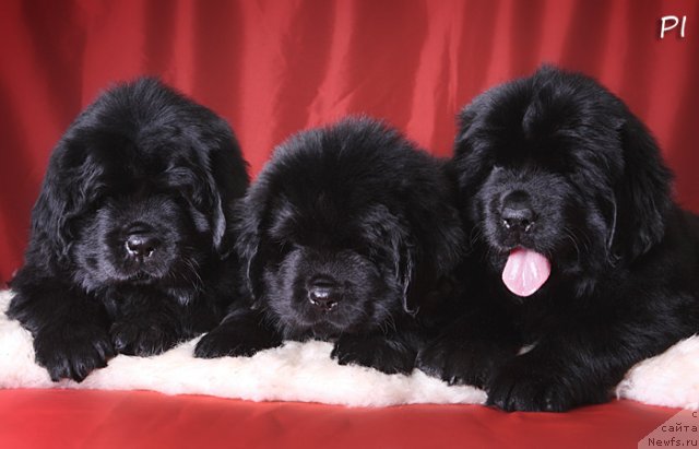 Фото: ньюфаундленд Вом Ватерфалл Лэнд Ай Петри (Vom Waterfall Land Ay Petri), ньюфаундленд Вом Ватерфалл Лэнд Ай Тодор (Vom Waterfall Land Ay Todor), ньюфаундленд Вом Ватерфалл Лэнд Айя (Vom Waterfall Land Aya)