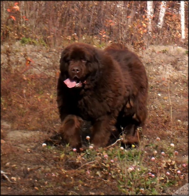 Фото: ньюфаундленд Черный Шарм Абрикосовая Карамель