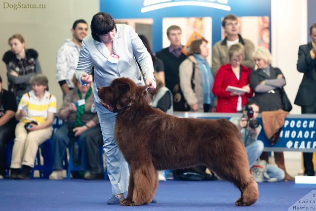 Фото: ньюфаундленд Aetna vom Riesrand