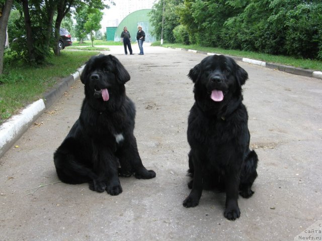 Фото: ньюфаундленд Бонни Флайт, ньюфаундленд Рестайлинг Фром Шипмэн