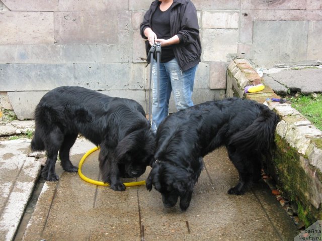 Фото: ньюфаундленд Бонни Флайт, ньюфаундленд Рестайлинг Фром Шипмэн