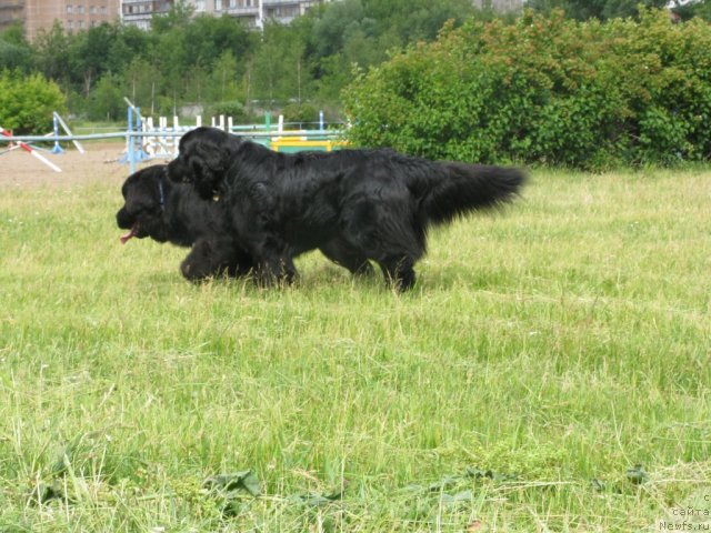 Фото: ньюфаундленд Бонни Флайт, ньюфаундленд Рестайлинг Фром Шипмэн