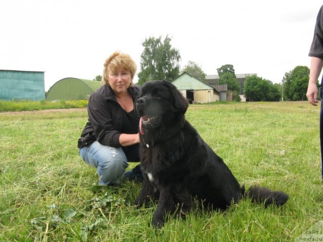 Фото: Елена Шигаль, ньюфаундленд Рестайлинг Фром Шипмэн