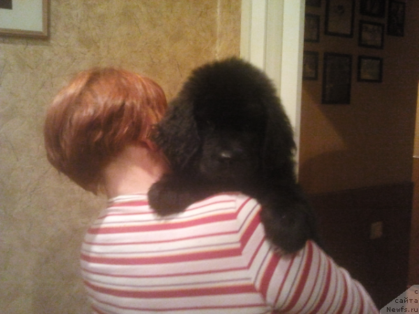 Фото: ньюфаундленд Питерньюф Нота Бене (Piternyuf Nota Bene)