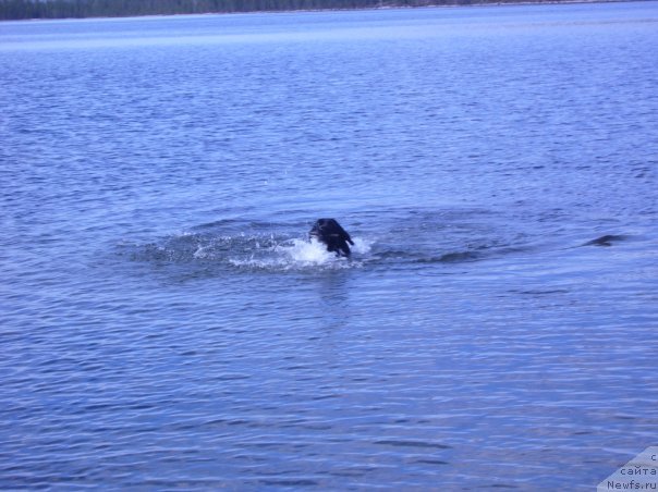 Фото: ньюфаундленд Абигаль Бомонд