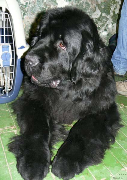 Фото: ньюфаундленд Берта (Berta)