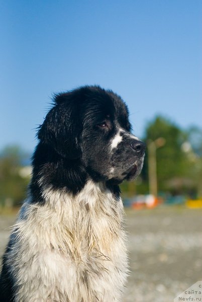 Фото: ньюфаундленд Сент Джонс Фаберже Коллекшен (Sent Djons Faberge Collection)