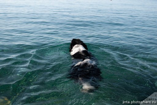 Фото: ньюфаундленд Сент Джонс Фаберже Коллекшен (Sent Djons Faberge Collection)