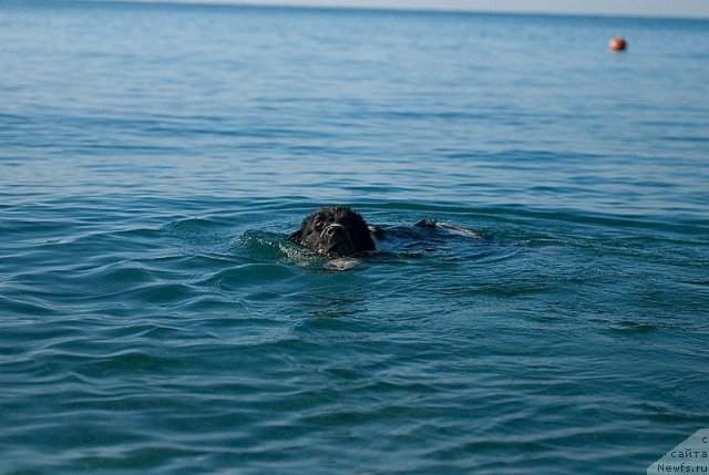 Фото: ньюфаундленд Сент Джонс Фаберже Коллекшен (Sent Djons Faberge Collection)
