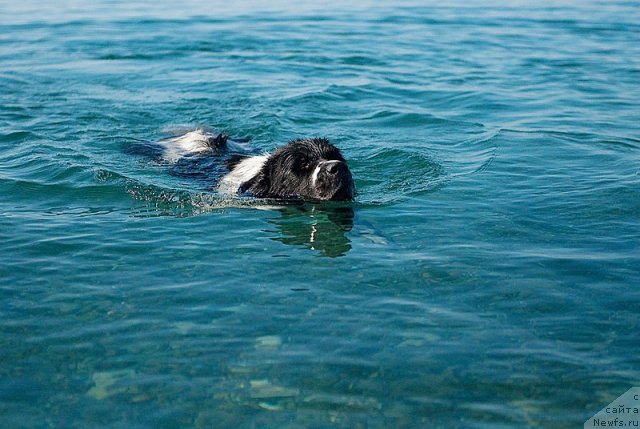 Фото: ньюфаундленд Сент Джонс Фаберже Коллекшен (Sent Djons Faberge Collection)