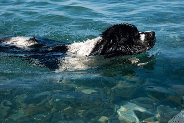 Фото: ньюфаундленд Сент Джонс Фаберже Коллекшен (Sent Djons Faberge Collection)
