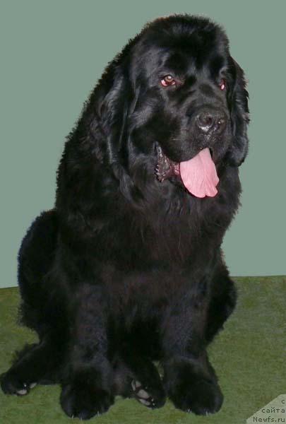 Фото: ньюфаундленд Берта (Berta)