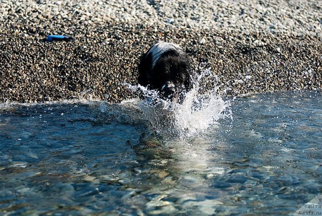 Фото: ньюфаундленд Сент Джонс Фаберже Коллекшен (Sent Djons Faberge Collection)