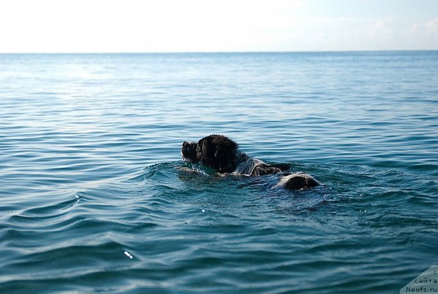Фото: ньюфаундленд Сент Джонс Фаберже Коллекшен (Sent Djons Faberge Collection)