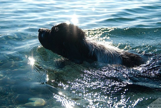 Фото: ньюфаундленд Сент Джонс Фаберже Коллекшен (Sent Djons Faberge Collection)