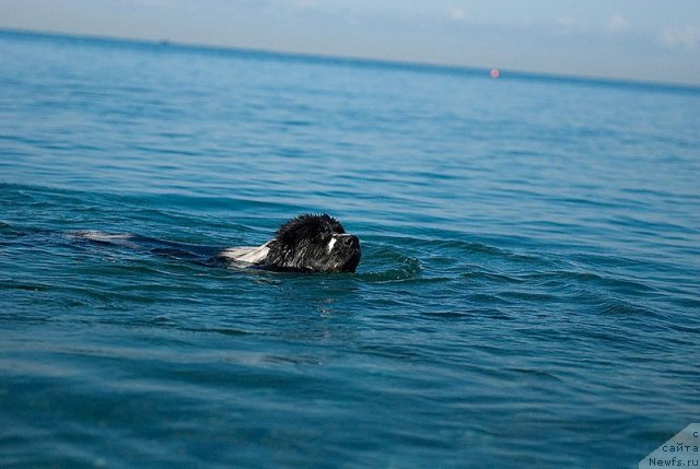 Фото: ньюфаундленд Сент Джонс Фаберже Коллекшен (Sent Djons Faberge Collection)