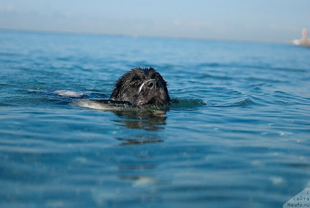 Фото: ньюфаундленд Сент Джонс Фаберже Коллекшен (Sent Djons Faberge Collection)