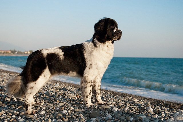 Фото: ньюфаундленд Сент Джонс Фаберже Коллекшен (Sent Djons Faberge Collection)