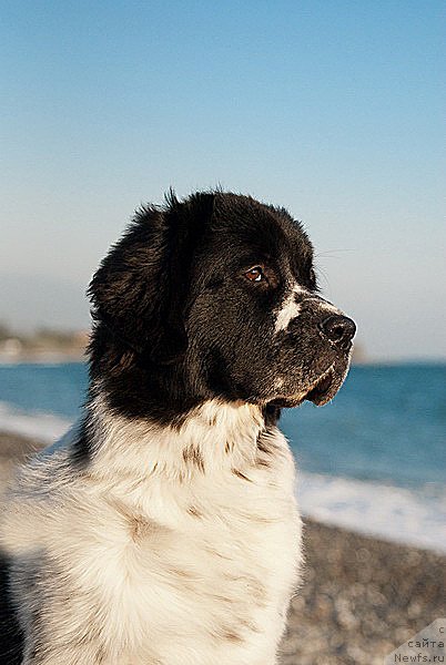 Фото: ньюфаундленд Сент Джонс Фаберже Коллекшен (Sent Djons Faberge Collection)