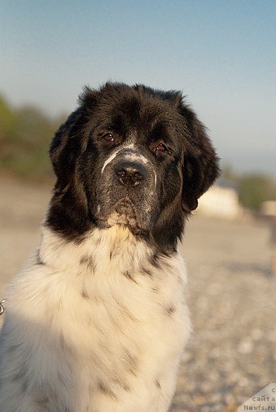 Фото: ньюфаундленд Сент Джонс Фаберже Коллекшен (Sent Djons Faberge Collection)