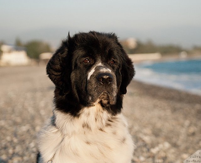 Фото: ньюфаундленд Сент Джонс Фаберже Коллекшен (Sent Djons Faberge Collection)