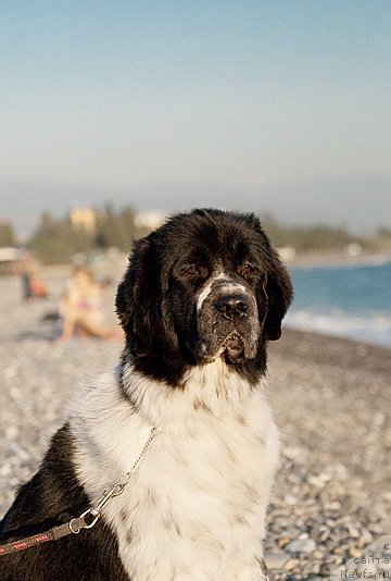 Фото: ньюфаундленд Сент Джонс Фаберже Коллекшен (Sent Djons Faberge Collection)