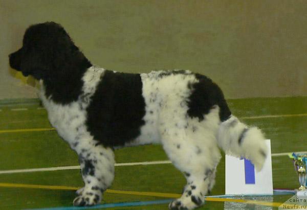 Фото: ньюфаундленд Восходящая Звезда (Voshodyashaya Zvezda)