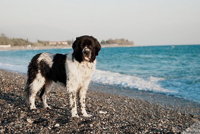Фото: ньюфаундленд Сент Джонс Фаберже Коллекшен (Sent Djons Faberge Collection)