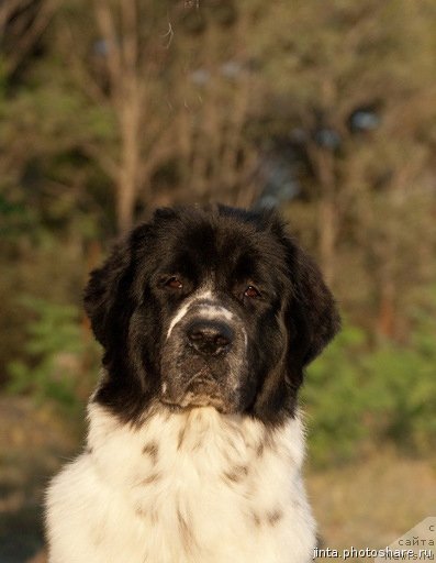 Фото: ньюфаундленд Сент Джонс Фаберже Коллекшен (Sent Djons Faberge Collection)