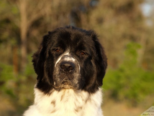 Фото: ньюфаундленд Сент Джонс Фаберже Коллекшен (Sent Djons Faberge Collection)