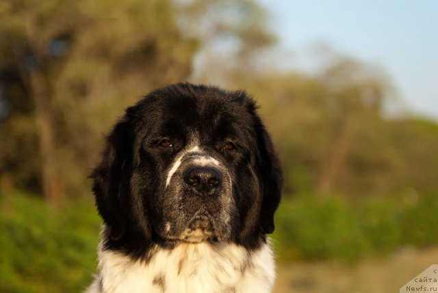 Фото: ньюфаундленд Сент Джонс Фаберже Коллекшен (Sent Djons Faberge Collection)