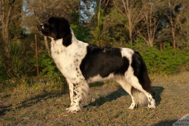 Фото: ньюфаундленд Сент Джонс Фаберже Коллекшен (Sent Djons Faberge Collection)