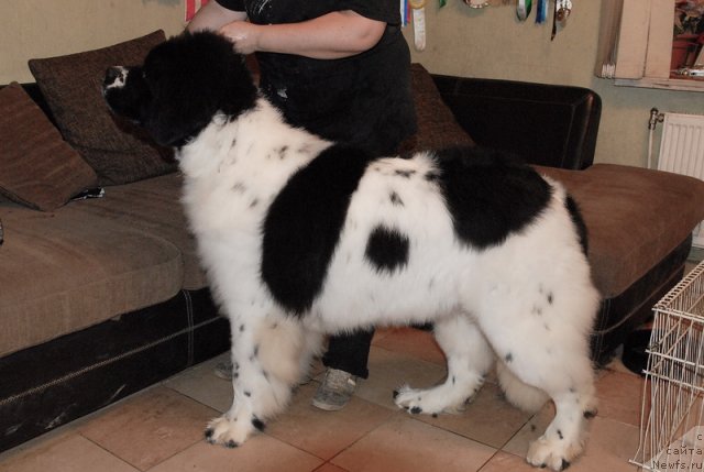 Фото: ньюфаундленд Сент Джонс Центурион (Sent Djons Centurion)