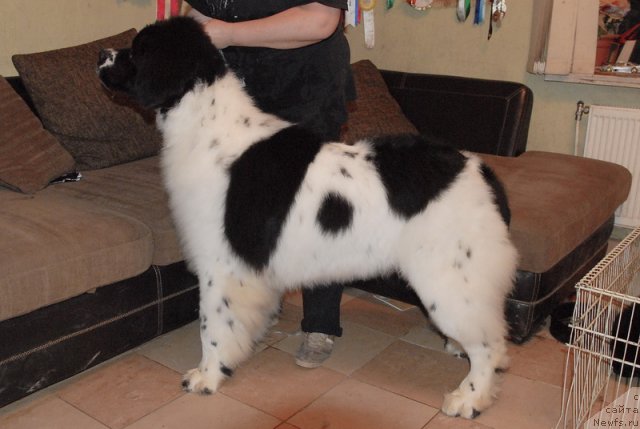 Фото: ньюфаундленд Сент Джонс Центурион (Sent Djons Centurion)