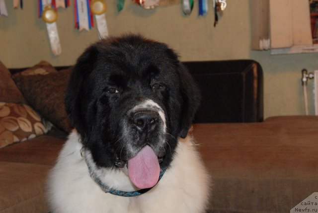 Фото: ньюфаундленд Сент Джонс Центурион (Sent Djons Centurion)