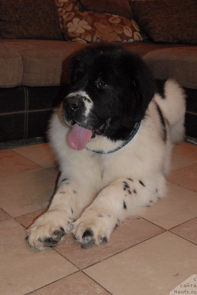 Фото: ньюфаундленд Сент Джонс Центурион (Sent Djons Centurion)