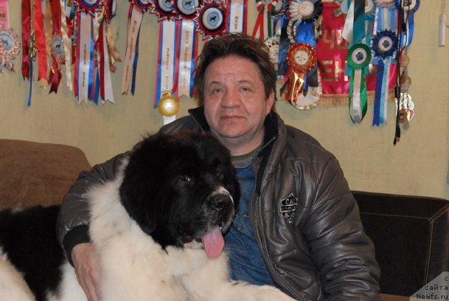 Фото: ньюфаундленд Сент Джонс Центурион (Sent Djons Centurion)