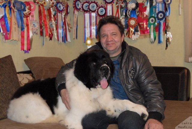 Фото: ньюфаундленд Сент Джонс Центурион (Sent Djons Centurion)