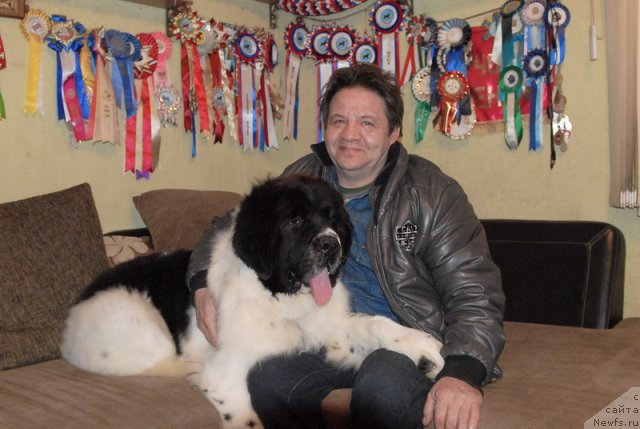 Фото: ньюфаундленд Сент Джонс Центурион (Sent Djons Centurion)