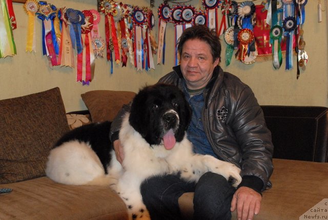 Фото: ньюфаундленд Сент Джонс Центурион (Sent Djons Centurion)