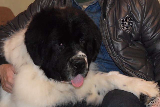 Фото: ньюфаундленд Сент Джонс Центурион (Sent Djons Centurion)