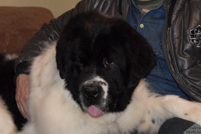 Фото: ньюфаундленд Сент Джонс Центурион (Sent Djons Centurion)