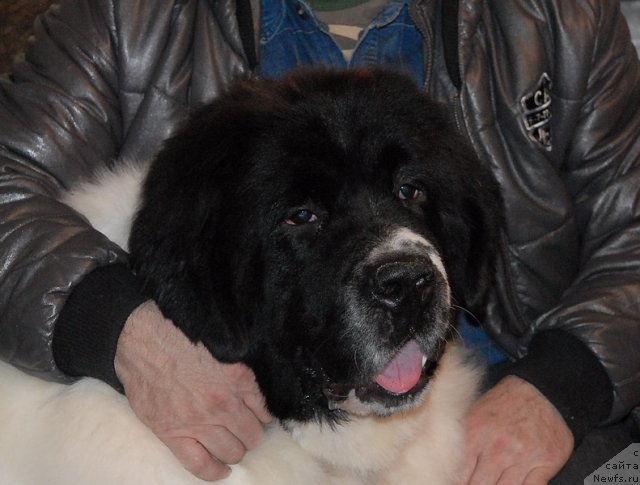 Фото: ньюфаундленд Сент Джонс Центурион (Sent Djons Centurion)