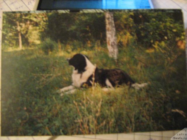 Фото: ньюфаундленд Леди Элис Глен