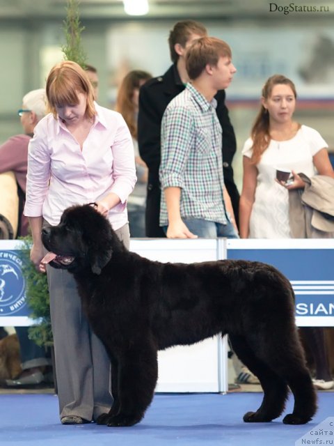 Фото: ньюфаундленд Very Fairweathers X'Got The Rhythm